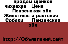 продам щенков чихуахуа › Цена ­ 6 000 - Пензенская обл. Животные и растения » Собаки   . Пензенская обл.